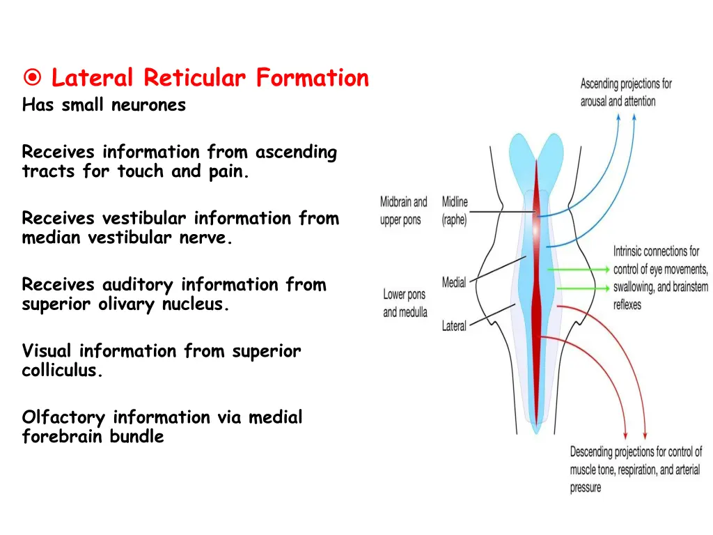 lateral reticular formation has small neurones