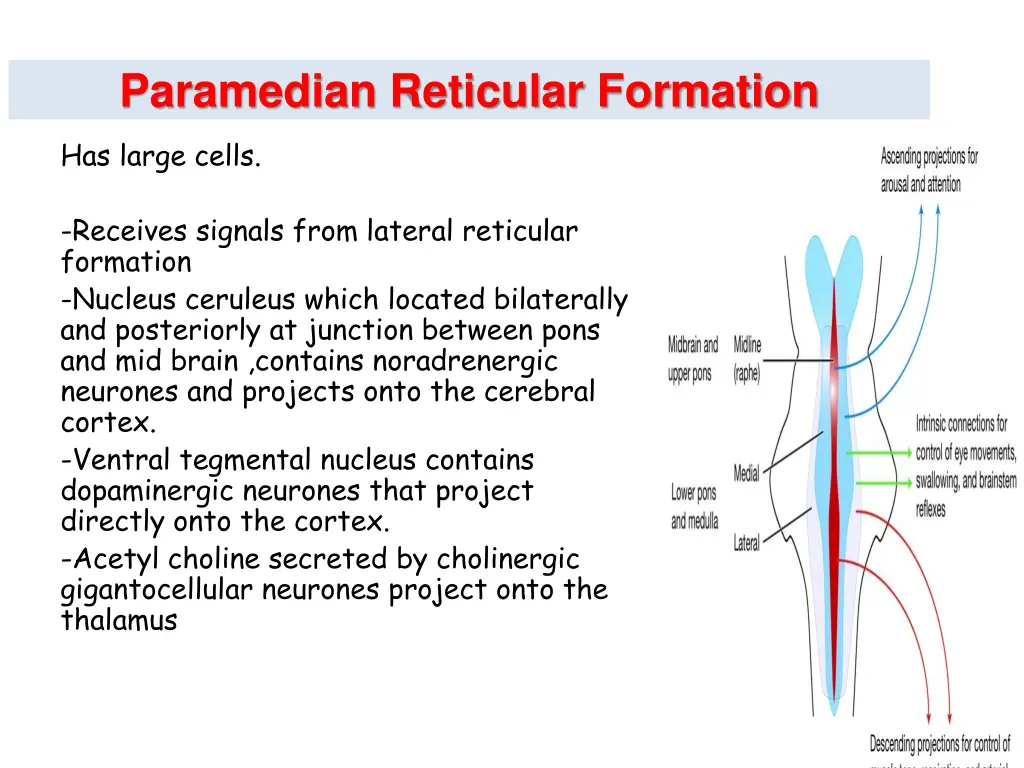 paramedian reticular formation