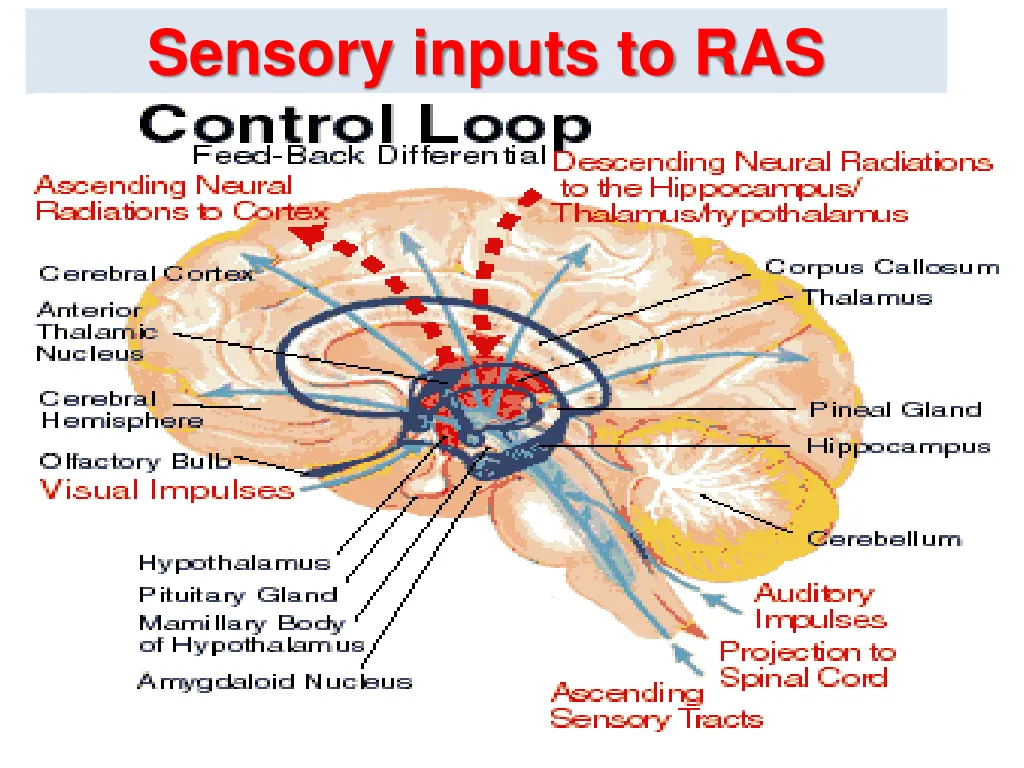 sensory inputs to ras