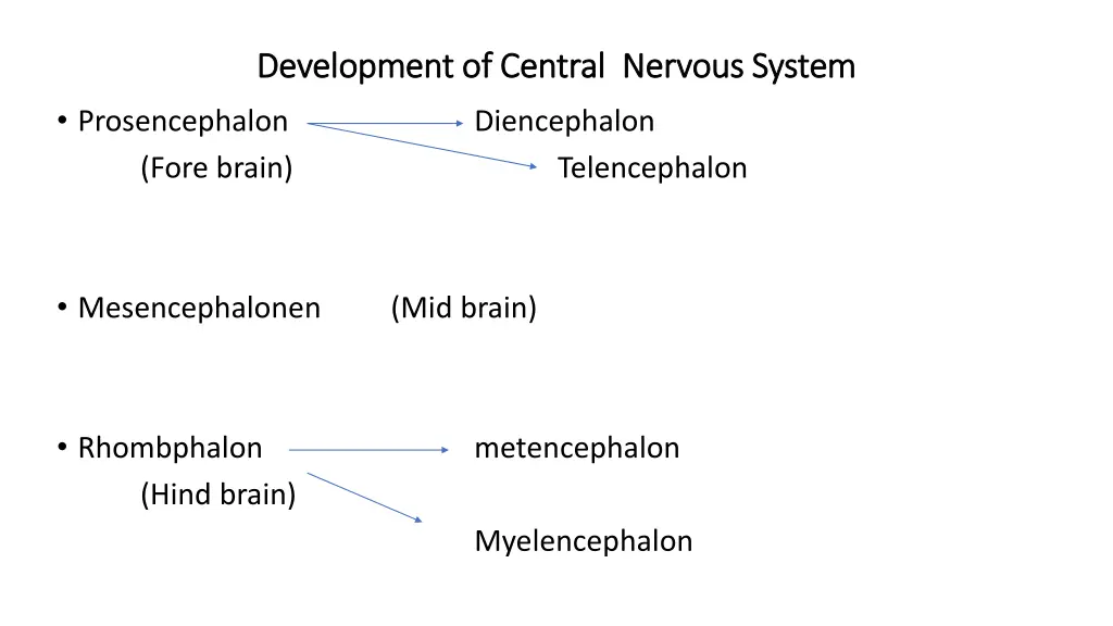 development of central nervous system development 1