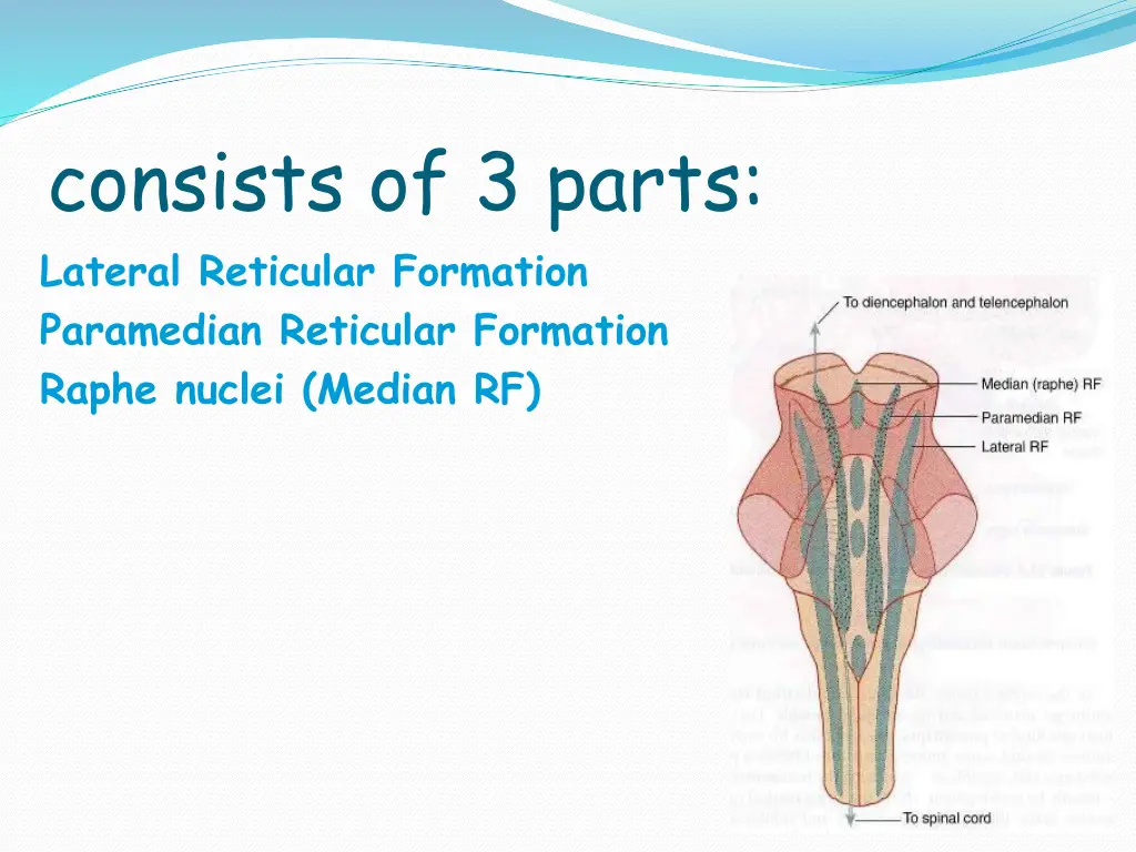consists of 3 parts lateral reticular formation