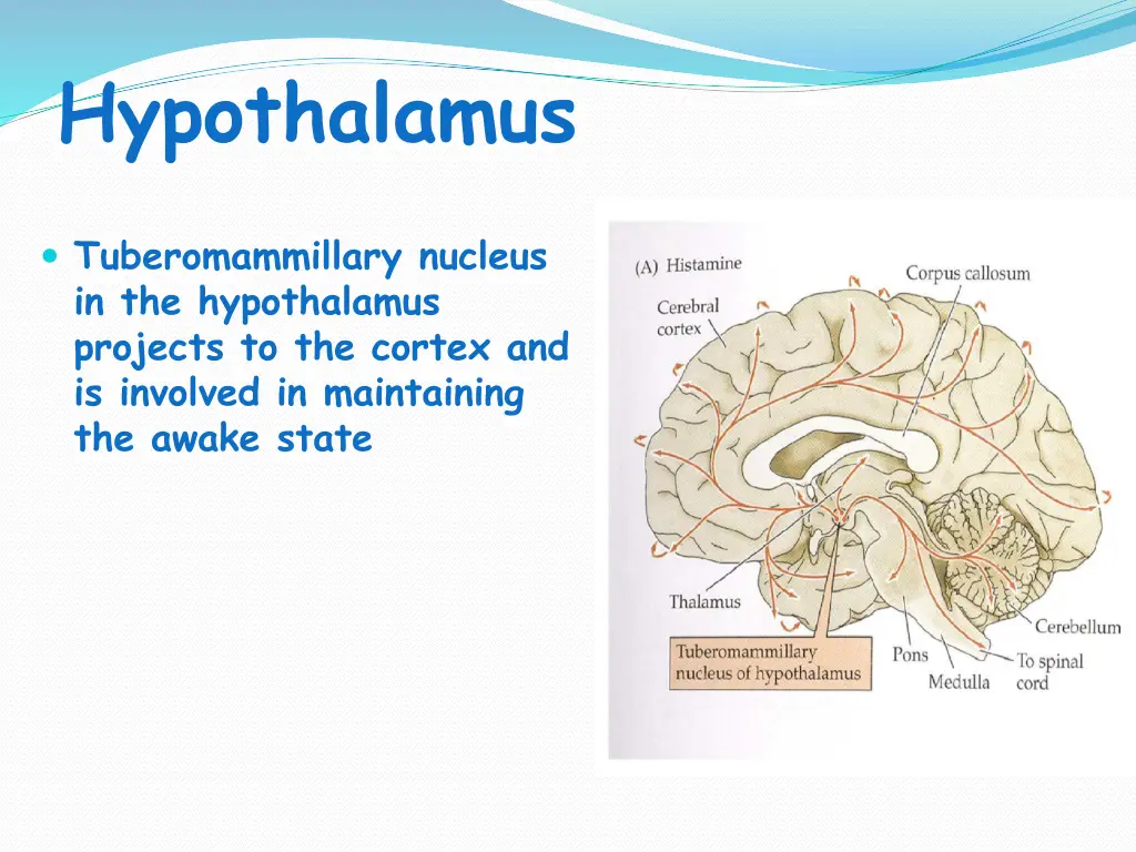 hypothalamus