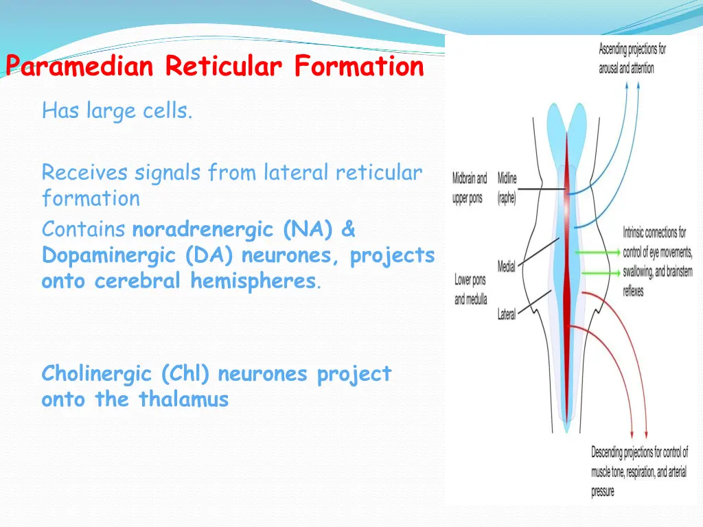 paramedian reticular formation