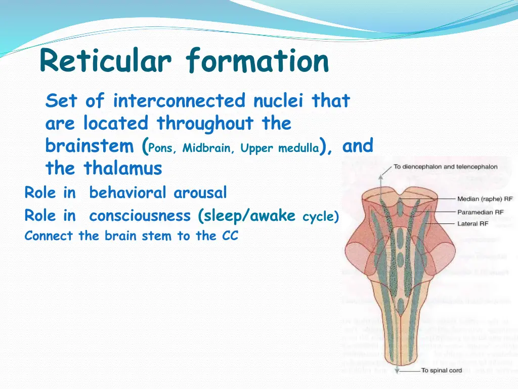 reticular formation set of interconnected nuclei