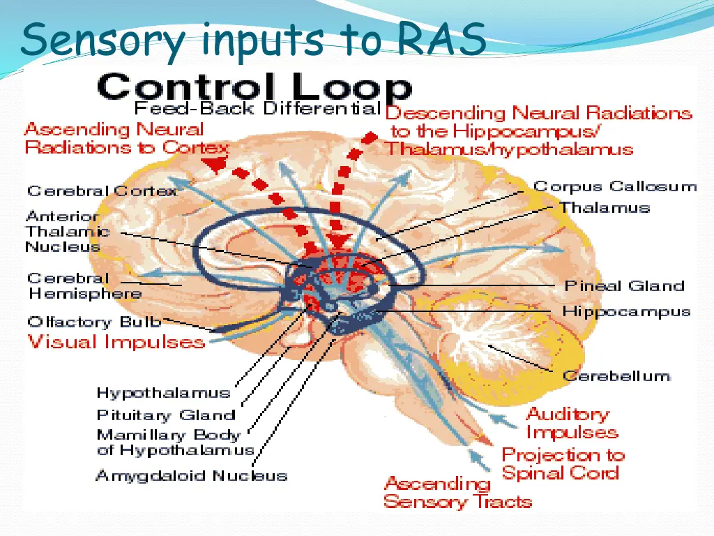 sensory inputs to ras