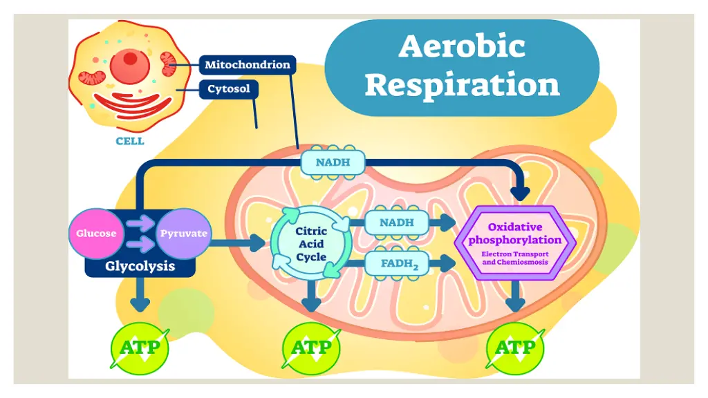 aerobic respiration 1