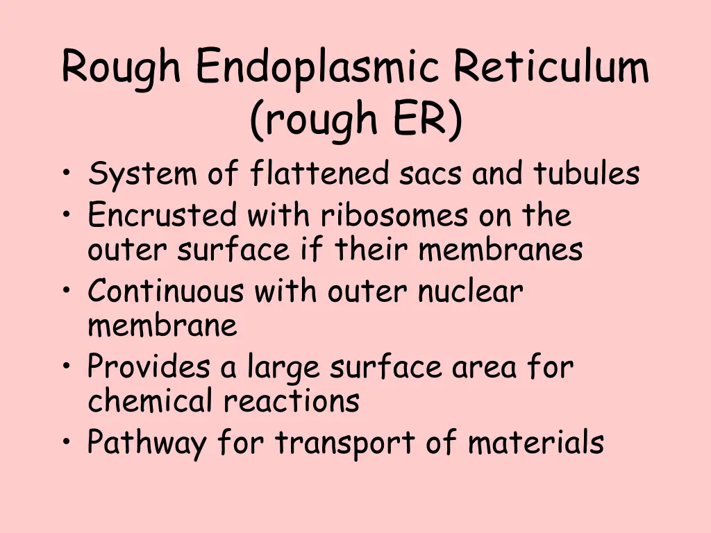 rough endoplasmic reticulum rough er system