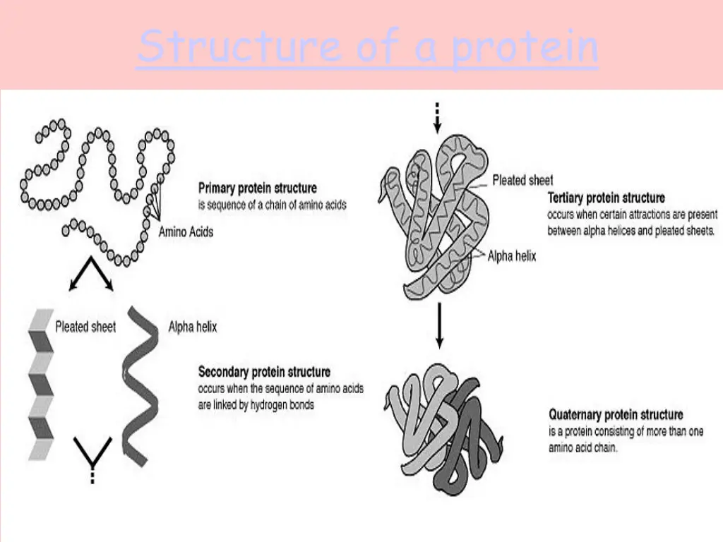 structure of a protein