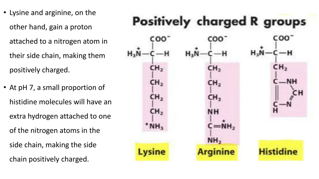 lysine and arginine on the