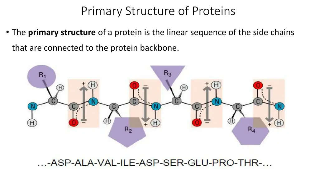 primary structure of proteins
