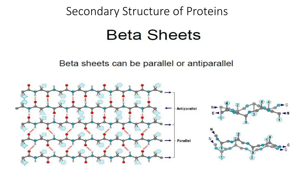 secondary structure of proteins 2