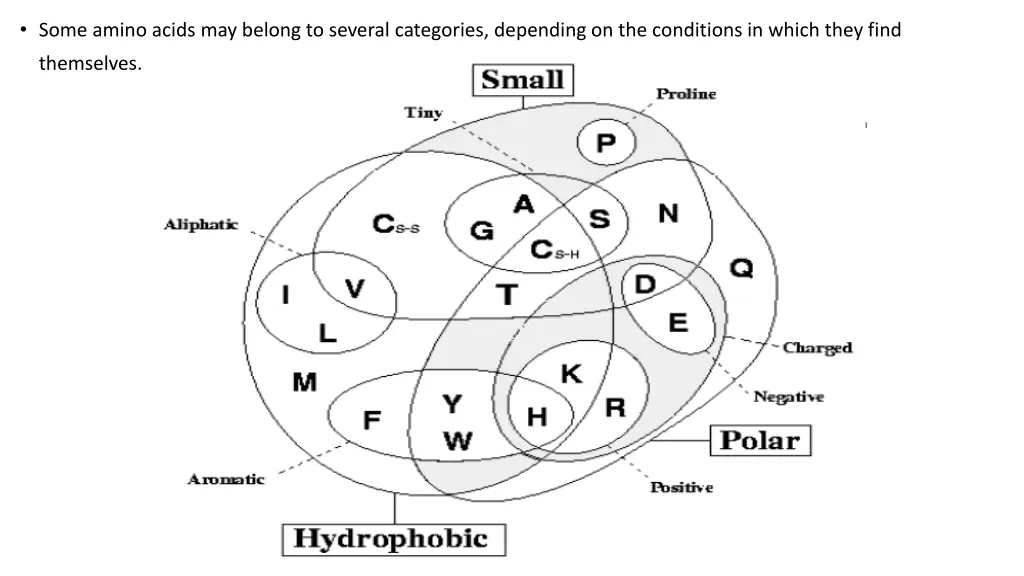 some amino acids may belong to several categories