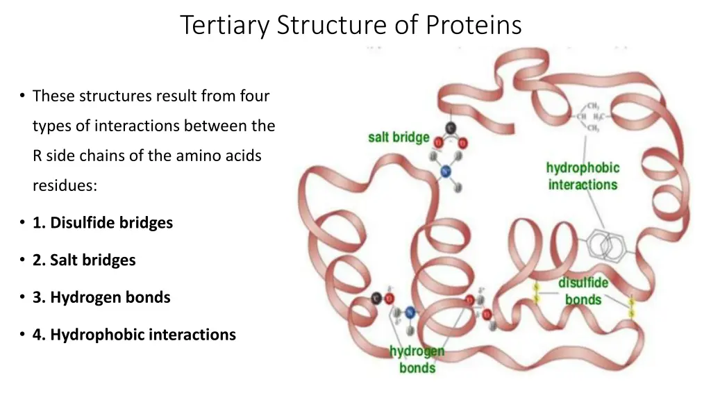 tertiary structure of proteins 1