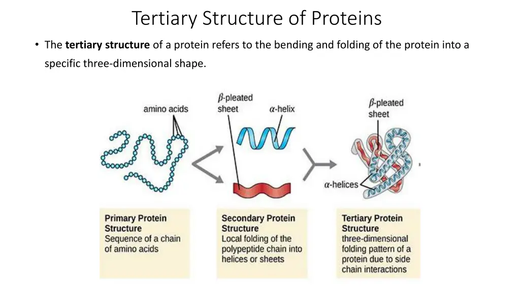 tertiary structure of proteins