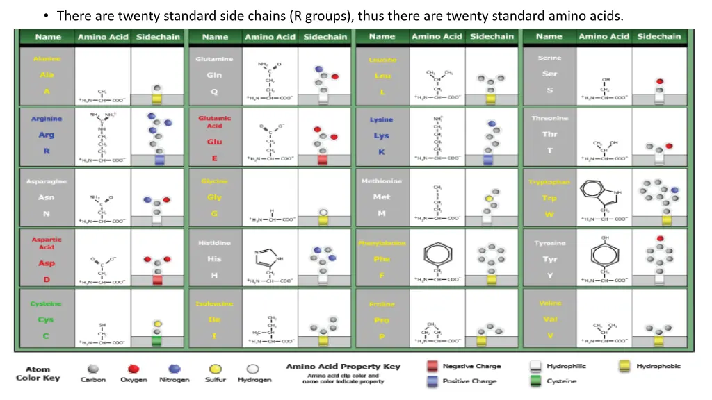 there are twenty standard side chains r groups