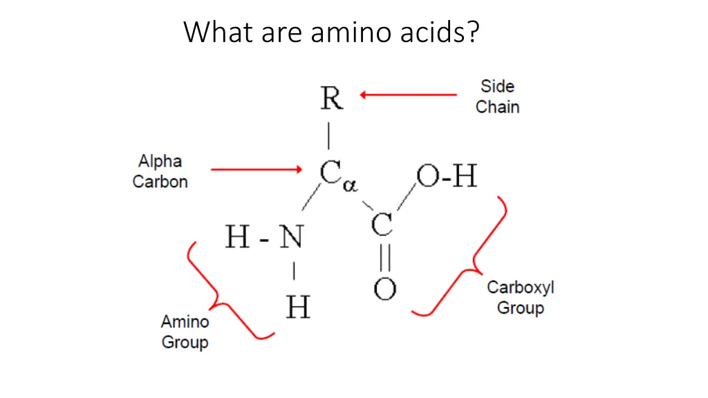 what are amino acids 1