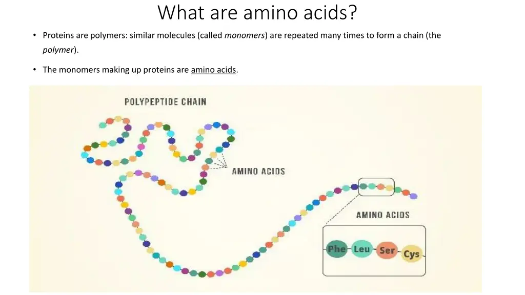 what are amino acids