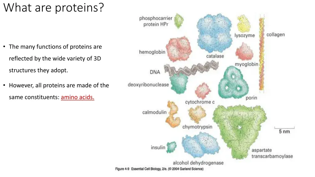 what are proteins 2