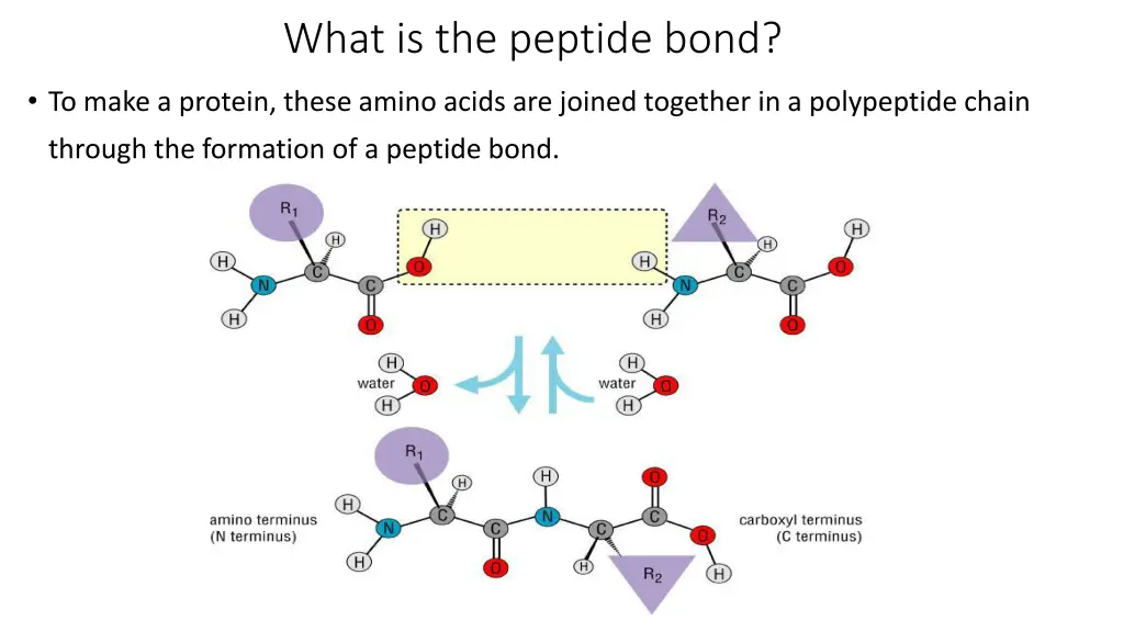 what is the peptide bond