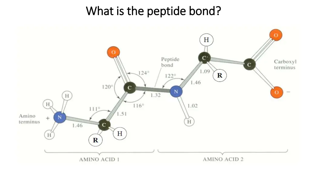 what is the peptide bond what is the peptide bond