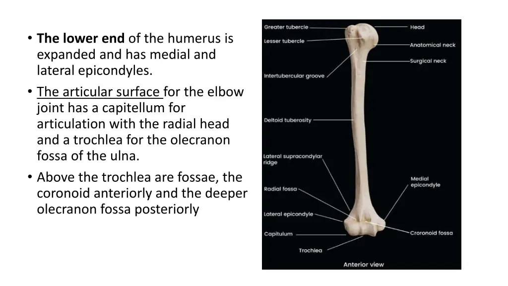 the lower end of the humerus is expanded