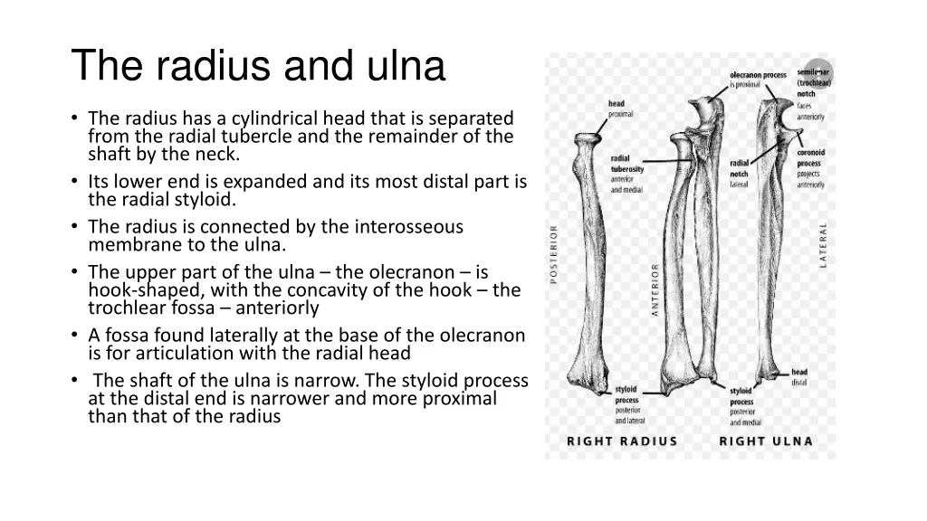the radius and ulna