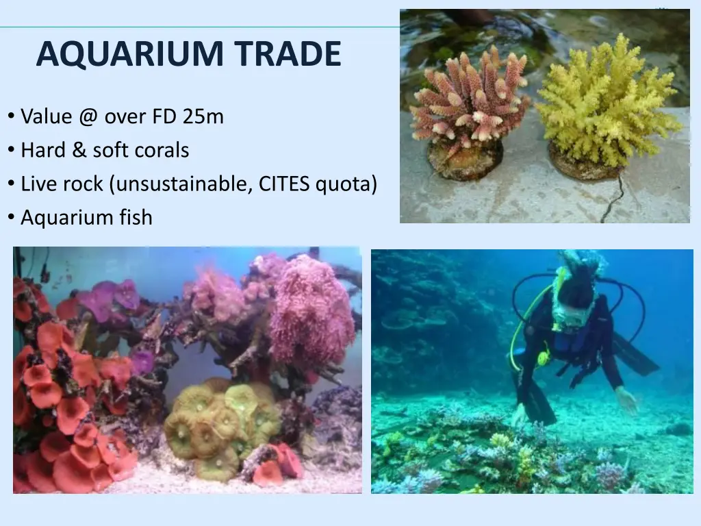 aquarium trade