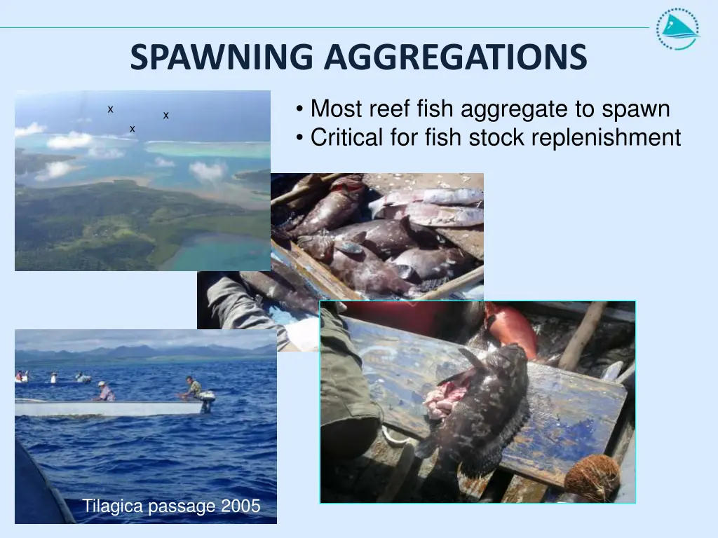 spawning aggregations