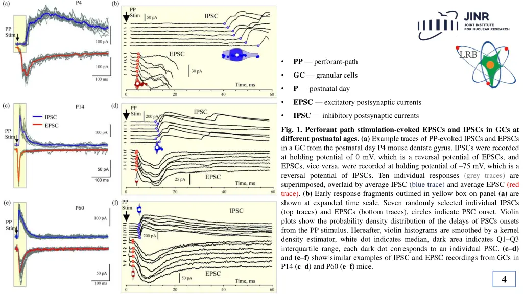 pp perforant path