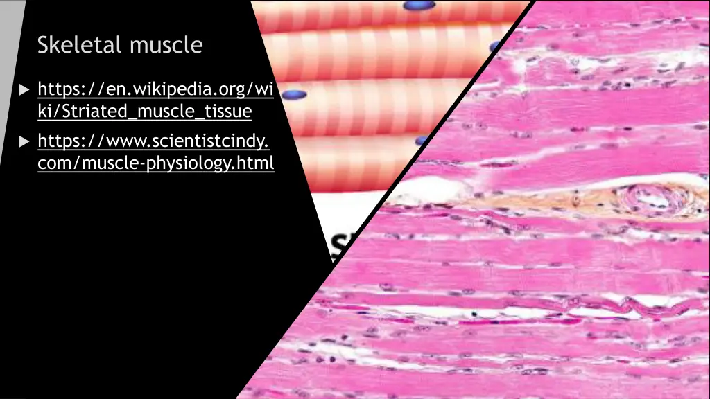 skeletal muscle
