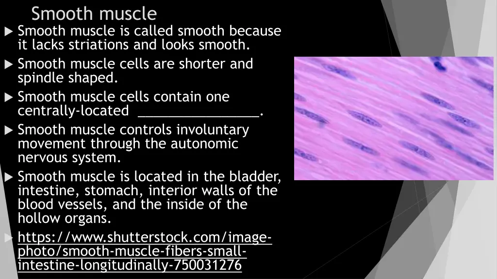 smooth muscle smooth muscle is called smooth