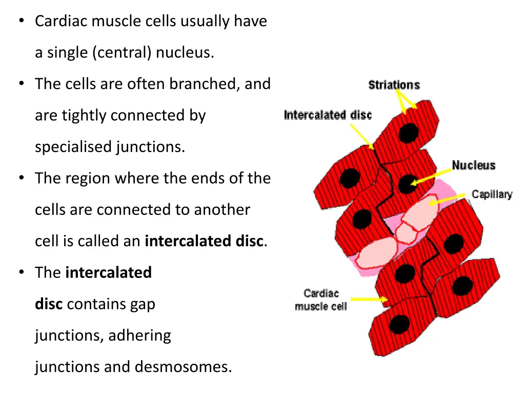 cardiac muscle cells usually have