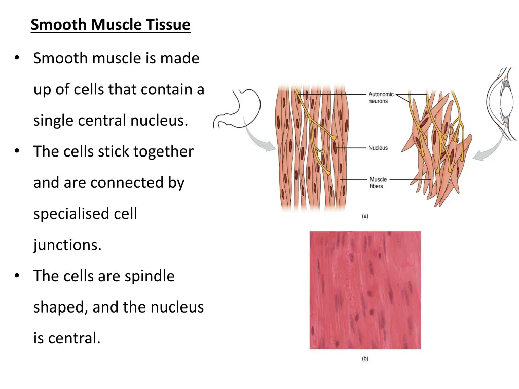 smooth muscle tissue