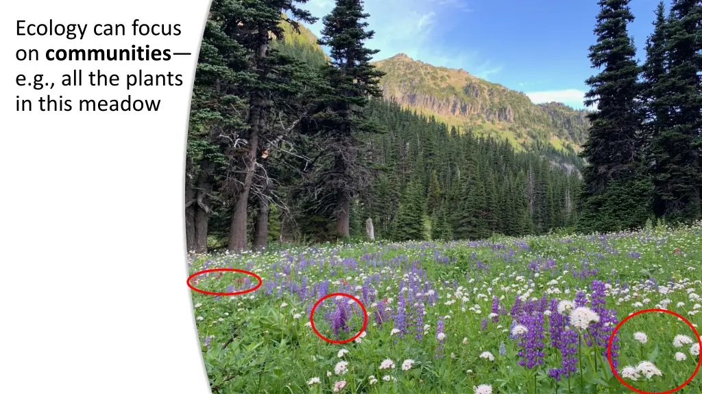 ecology can focus on communities