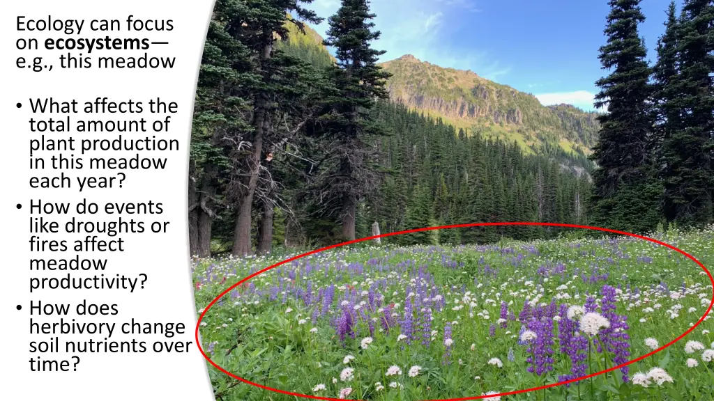 ecology can focus on ecosystems e g this meadow 1