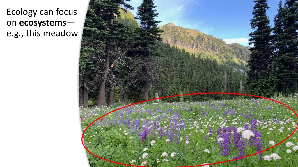 ecology can focus on ecosystems e g this meadow