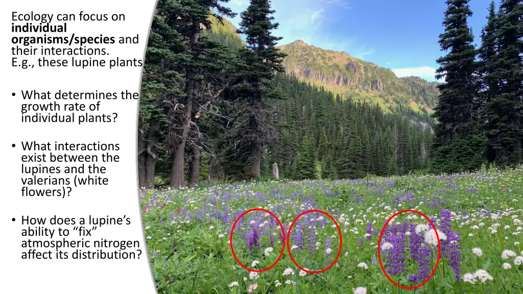 ecology can focus on individual organisms species 1