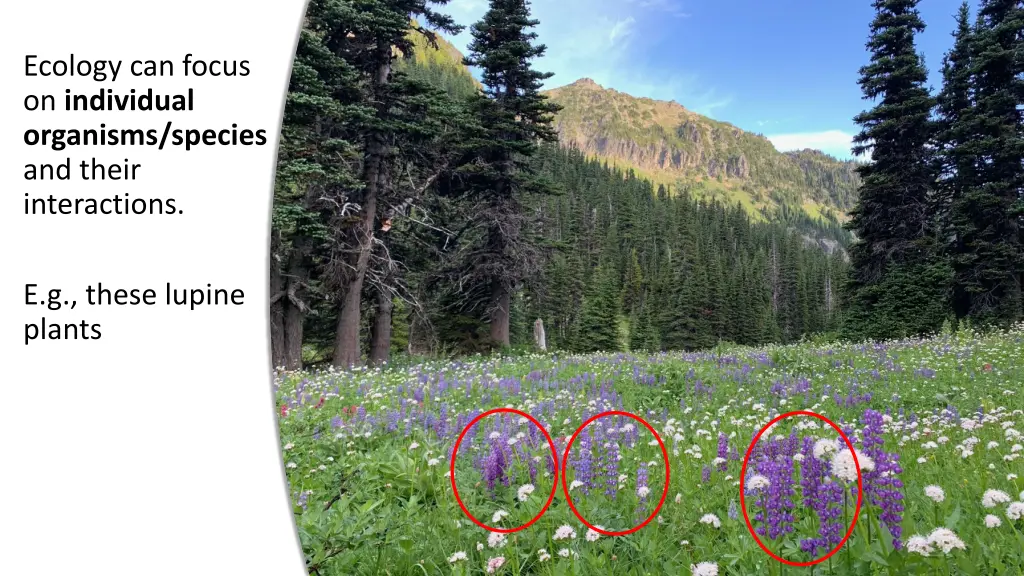 ecology can focus on individual organisms species