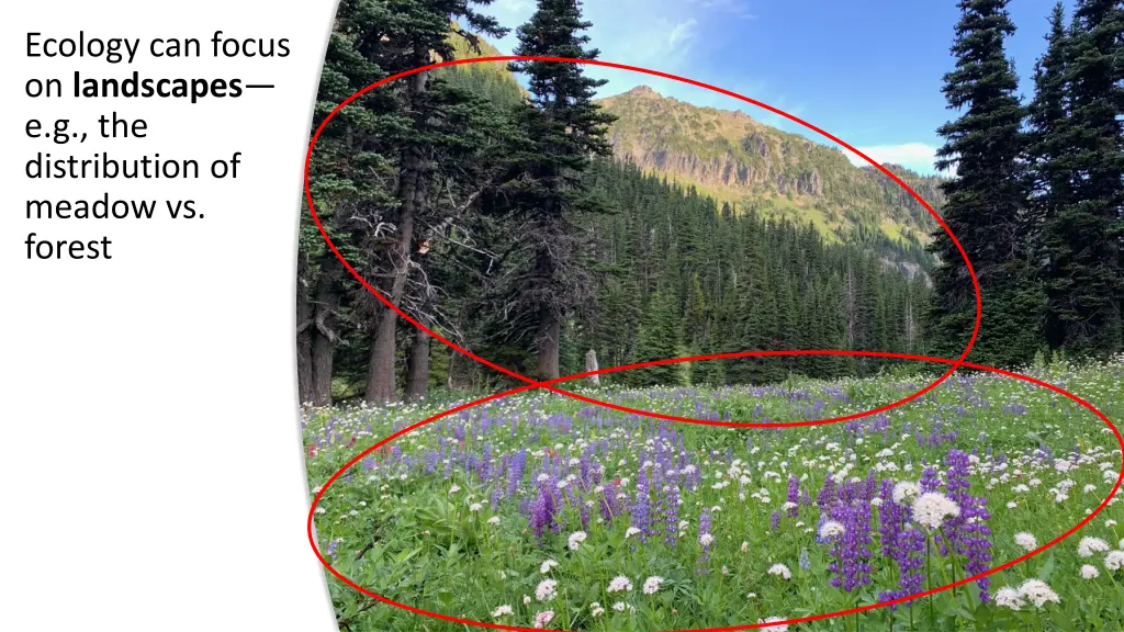ecology can focus on landscapes