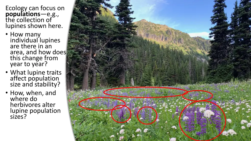 ecology can focus on populations 1