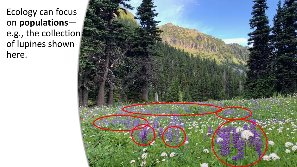 ecology can focus on populations