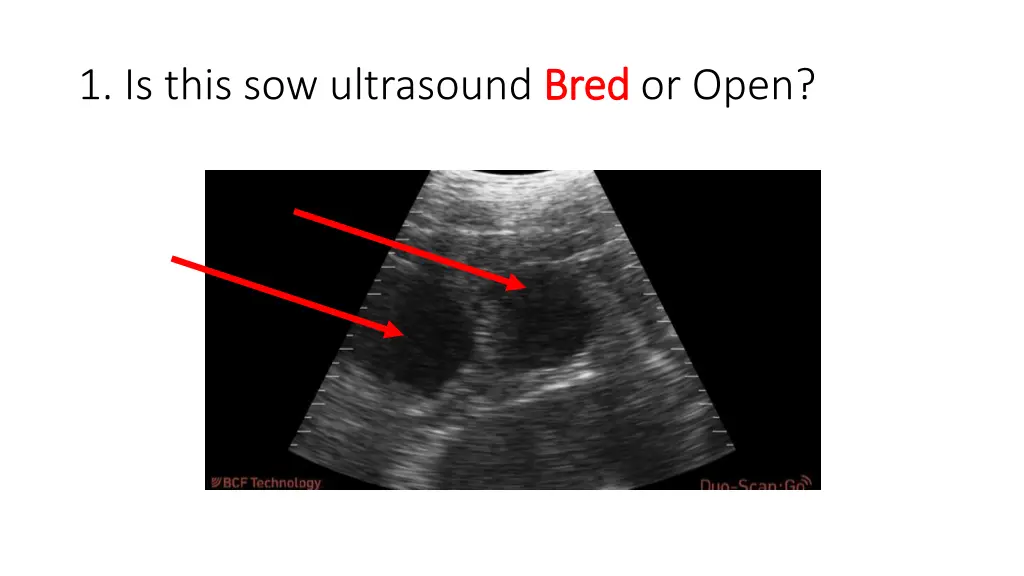 1 is this sow ultrasound bred