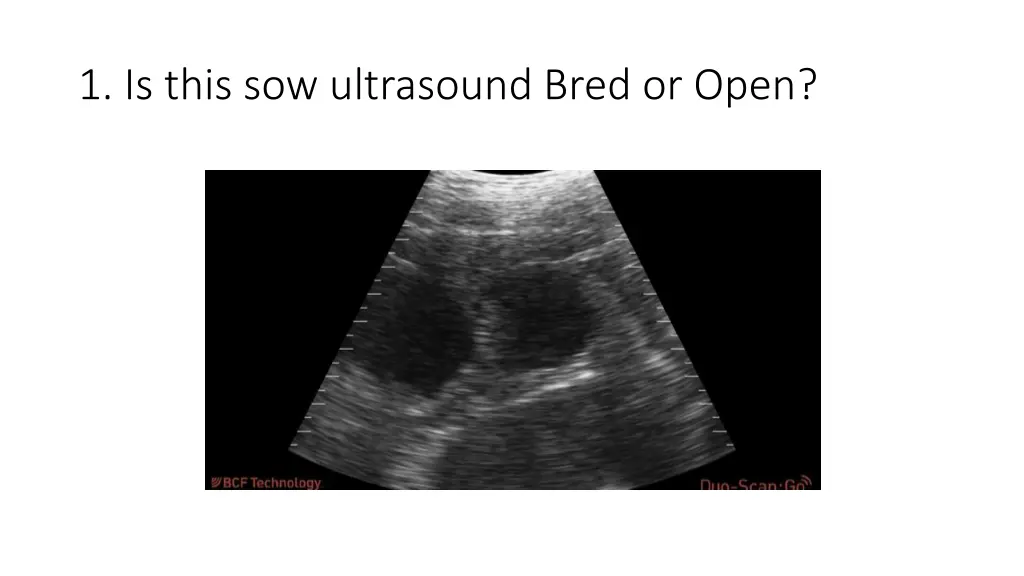 1 is this sow ultrasound bred or open