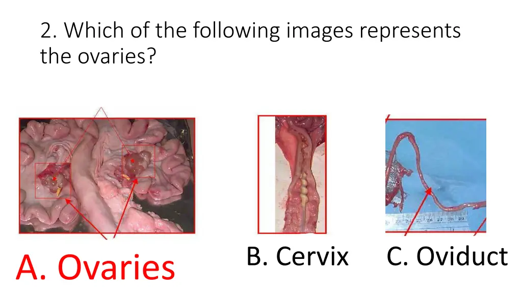 2 which of the following images represents 1