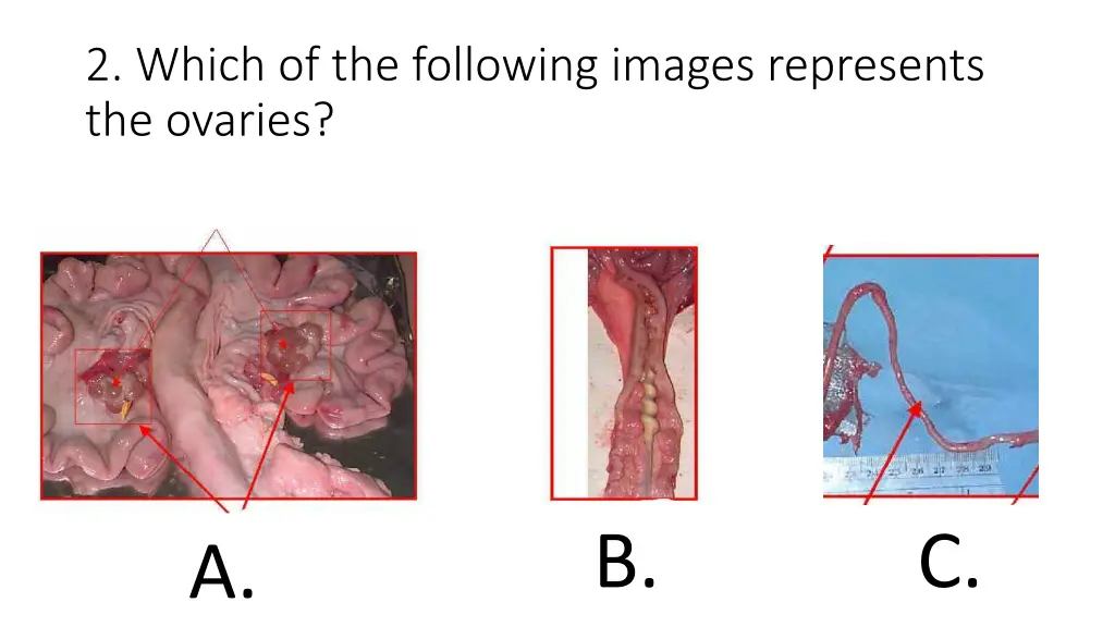 2 which of the following images represents