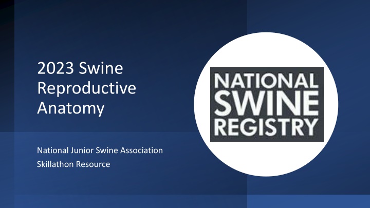 2023 swine reproductive anatomy