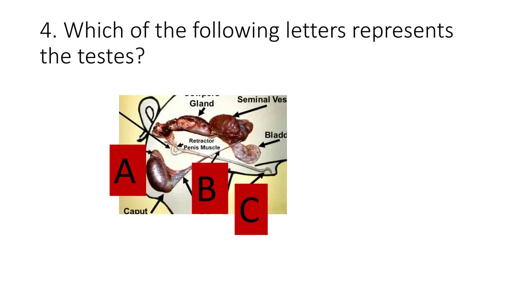 4 which of the following letters represents