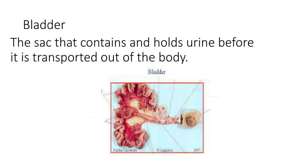 bladder the sac that contains and holds urine