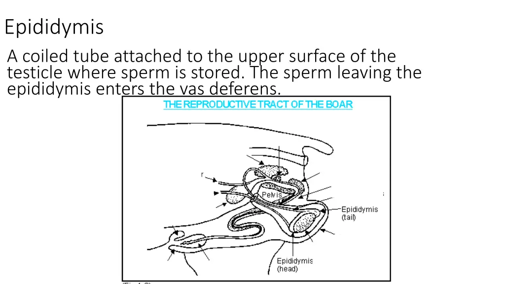 epididymis a coiled tube attached to the upper