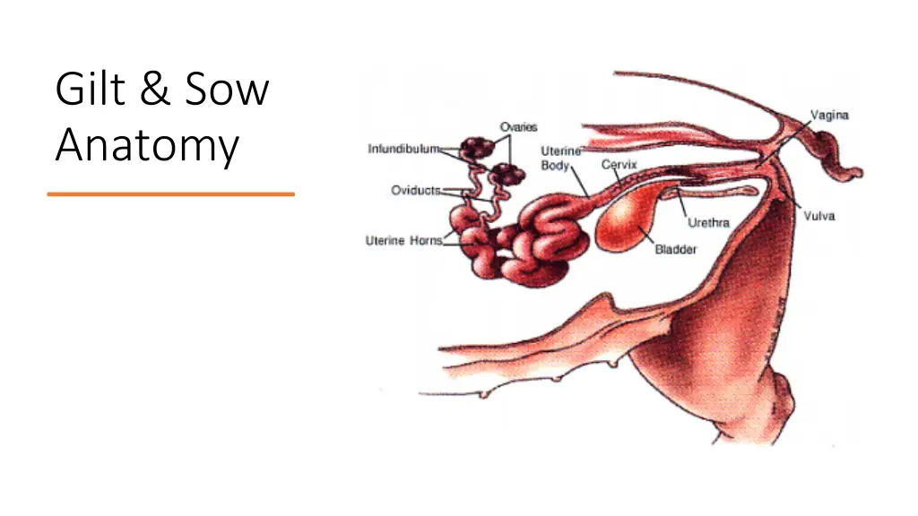 gilt sow anatomy